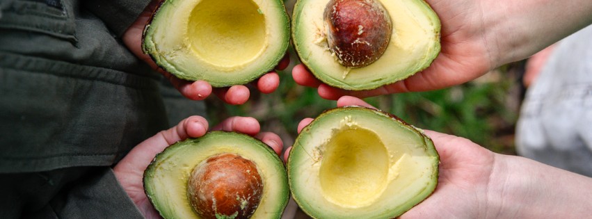 Fresh Avocados